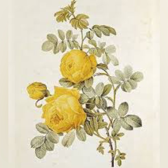 brookearthur158